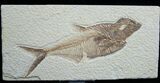 Large Diplomystus Fossil Fish #5484-1
